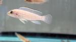 Pearly Ocellatus 2" (Lamprologus stappersi)